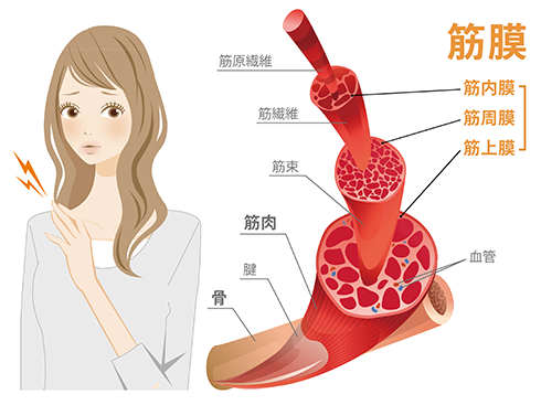 筋膜へのアプローチ