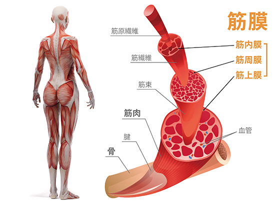 「筋膜」とは筋肉や内臓、血管・リンパ管を包み支える