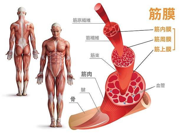 姿勢の筋膜